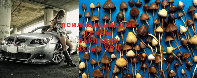 Галлюциногенные грибы MAGIC MUSHROOMS  Лодейное Поле 